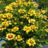 Ochiul fetei - Coreopsis grandiflora UpTick™ ‘Yellow & Red’
