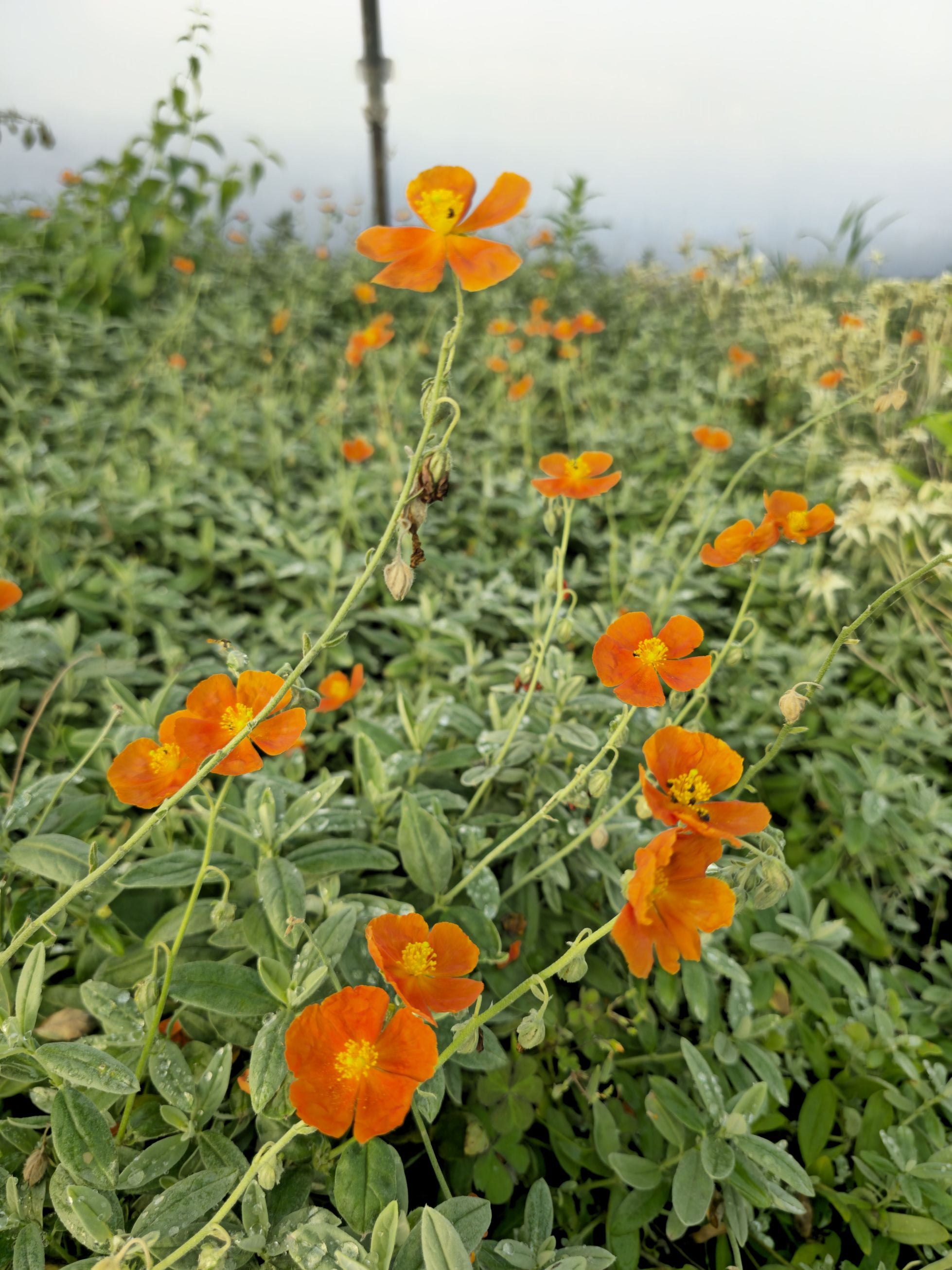 Iarba osului - Helianthemum Fire Dragon