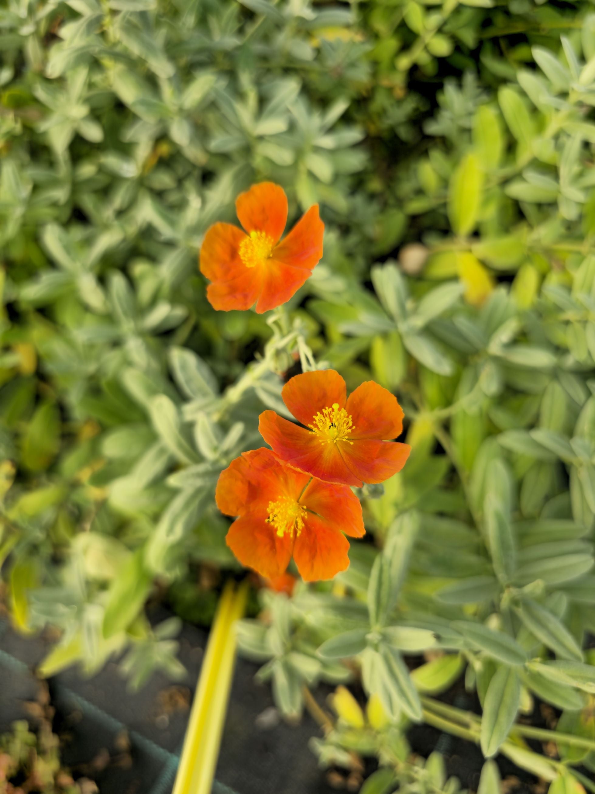 Iarba osului - Helianthemum Fire Dragon