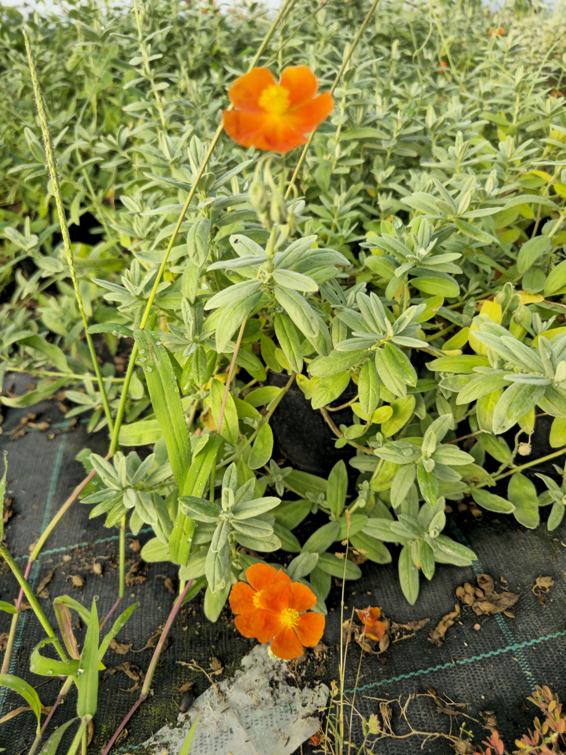 Iarba osului - Helianthemum Fire Dragon