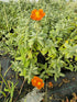 Iarba osului - Helianthemum Fire Dragon