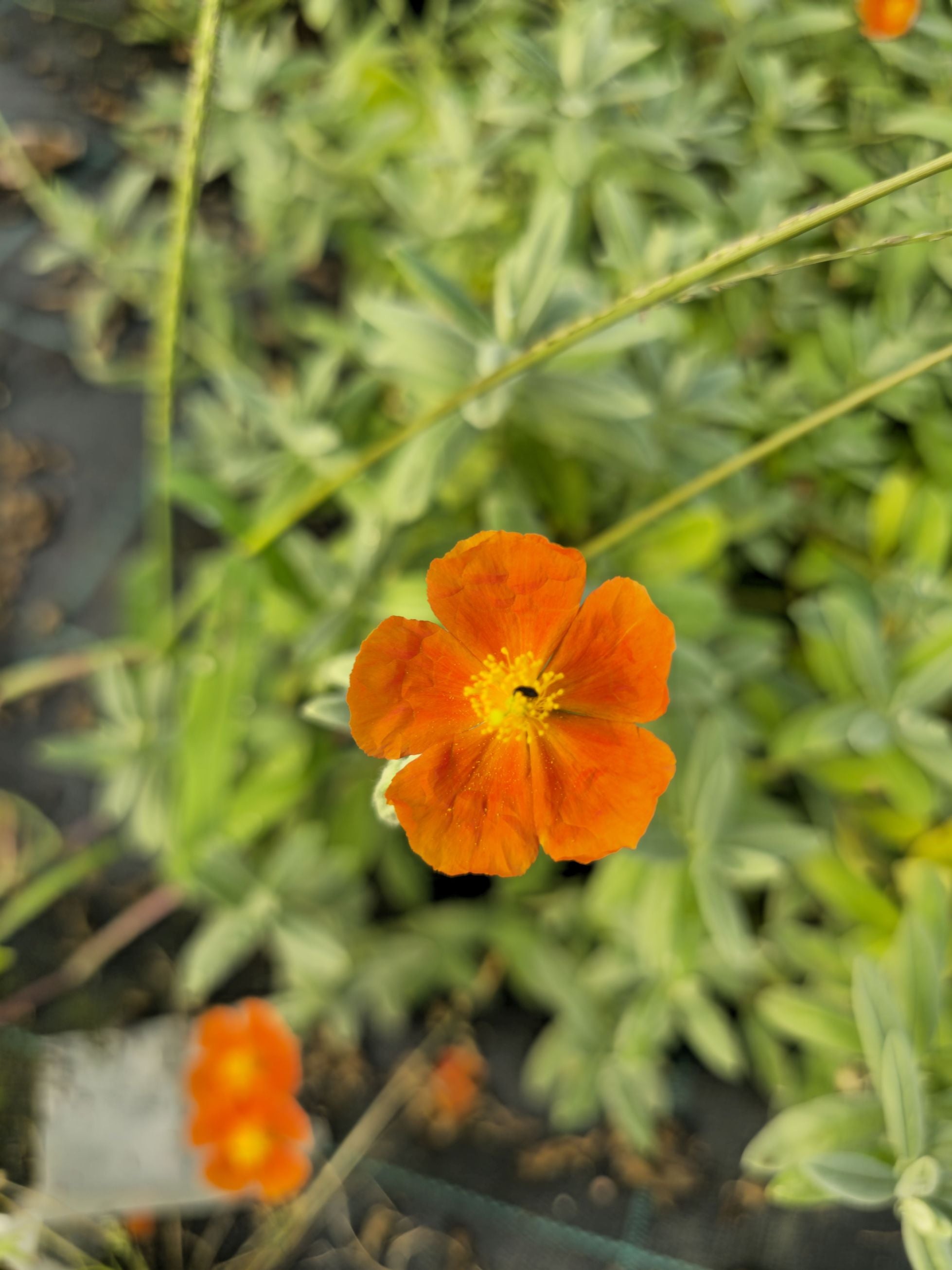 Iarba osului - Helianthemum Fire Dragon