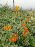 Iarba osului - Helianthemum Fire Dragon