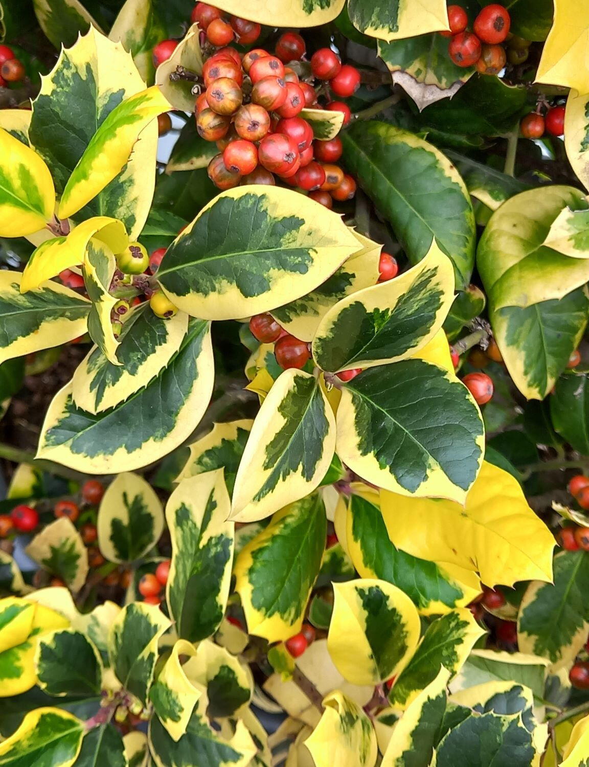 Ilex auriu - Ilex × altaclerensis 'Golden King'