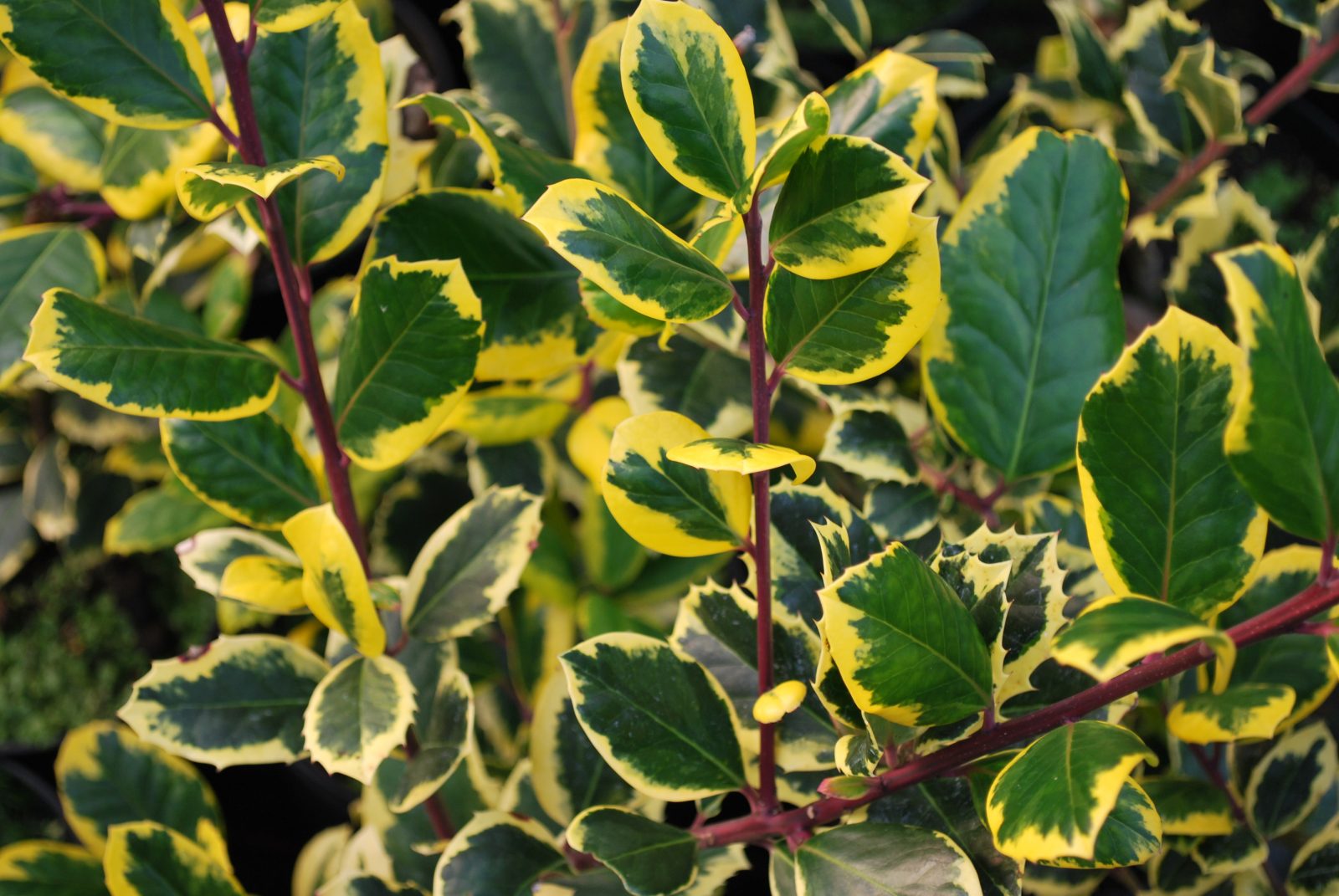 Ilex auriu - Ilex × altaclerensis 'Golden King'