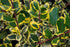 Ilex auriu - Ilex × altaclerensis 'Golden King'