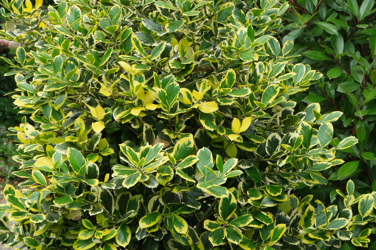 Ilex auriu - Ilex × altaclerensis 'Golden King'