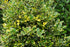 Ilex auriu - Ilex × altaclerensis 'Golden King'