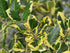 Ilex auriu - Ilex × altaclerensis 'Golden King'