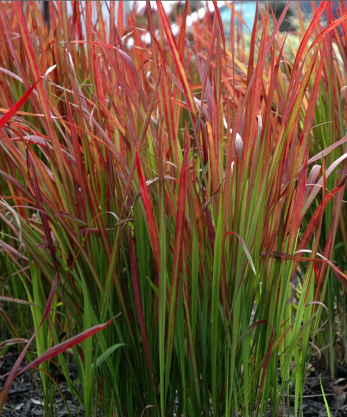 Iarba roșie - Imperata cylindrica 'Red Baron'