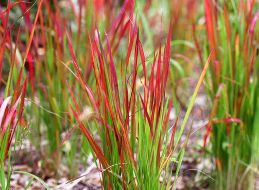 Iarba roșie - Imperata cylindrica 'Red Baron'