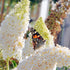 Liliac de vară Nanho White - Buddleja davidii 'Nanho White'