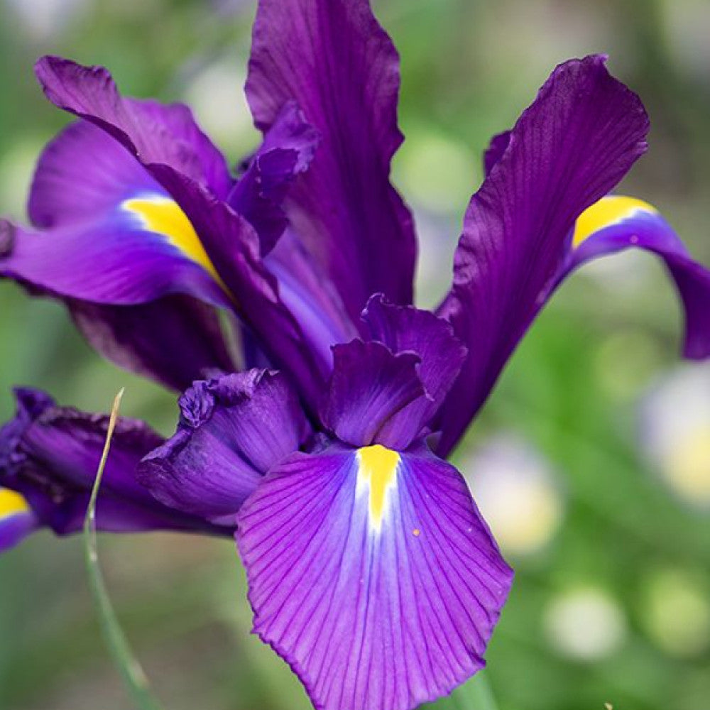 Iris olandez - Iris hollandica ‘Purple Sensation’