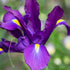 Iris olandez - Iris hollandica ‘Purple Sensation’