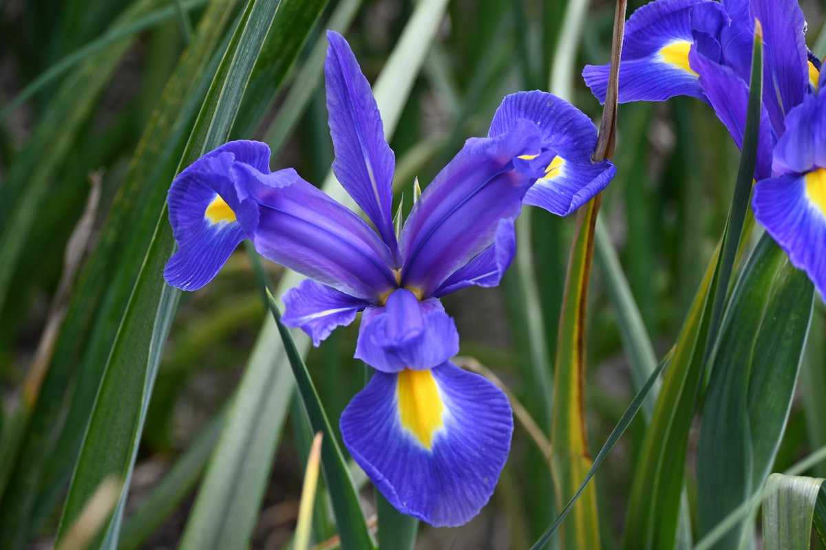 Iris olandez - Iris hollandica ‘Blue Magic’