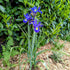 Iris olandez - Iris hollandica ‘Blue Magic’