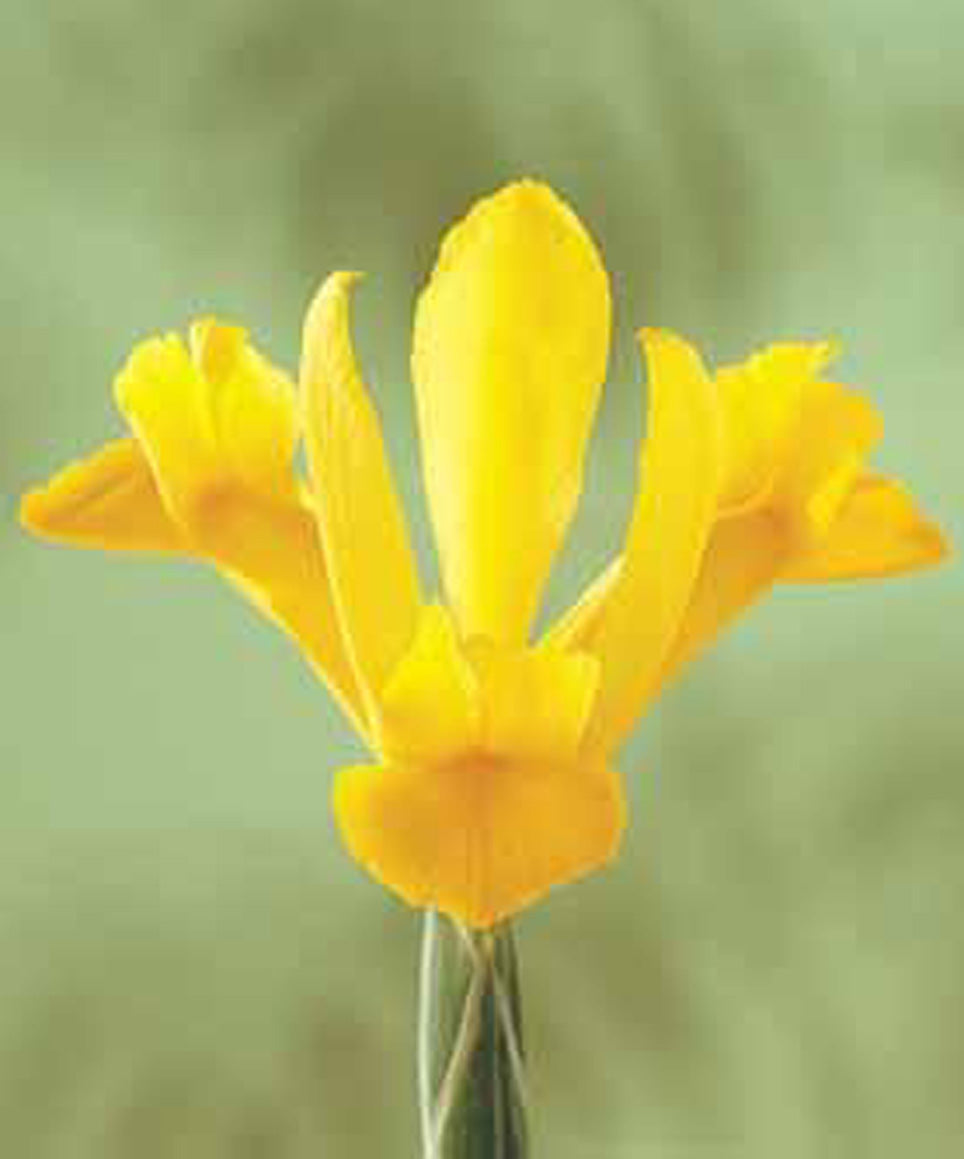 Iris olandez - Iris hollandica ‘Golden Harvest’