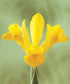 Iris olandez - Iris hollandica ‘Golden Harvest’