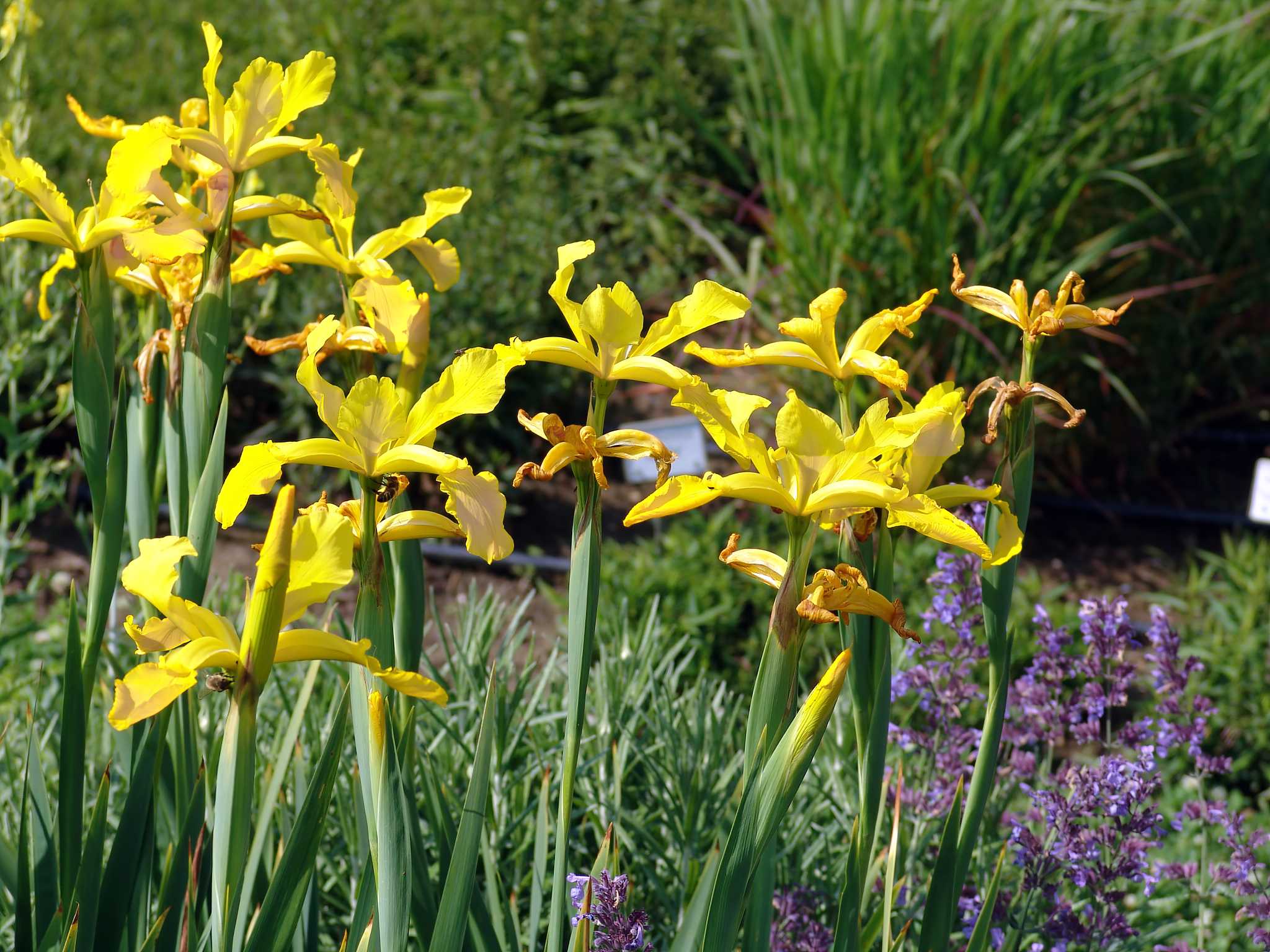 Iris olandez - Iris hollandica ‘Golden Harvest’