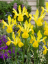 Iris olandez - Iris hollandica ‘Golden Harvest’