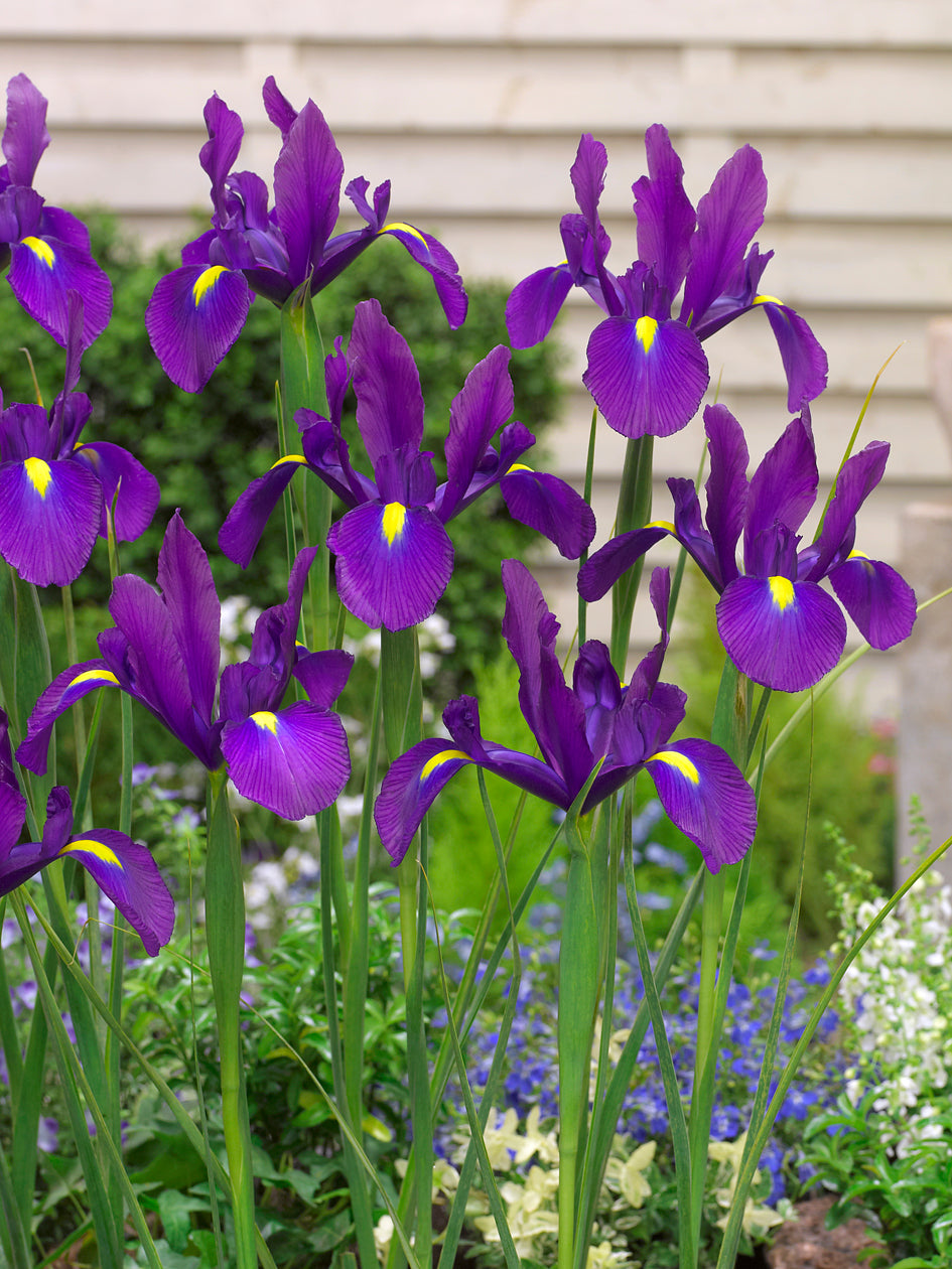 Iris olandez - Iris hollandica ‘Purple Sensation’