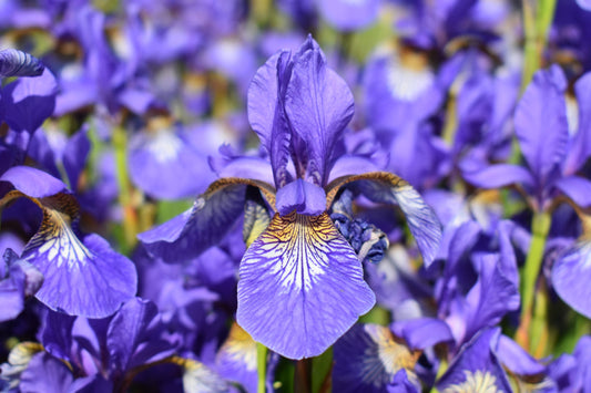 Stânjenel siberian albastru - Iris sibirica Blue