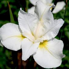 Stânjenel siberian alb - Iris sibirica White