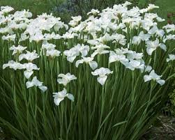 Stânjenel siberian- Iris sibirica ‘Gull’s Wing’