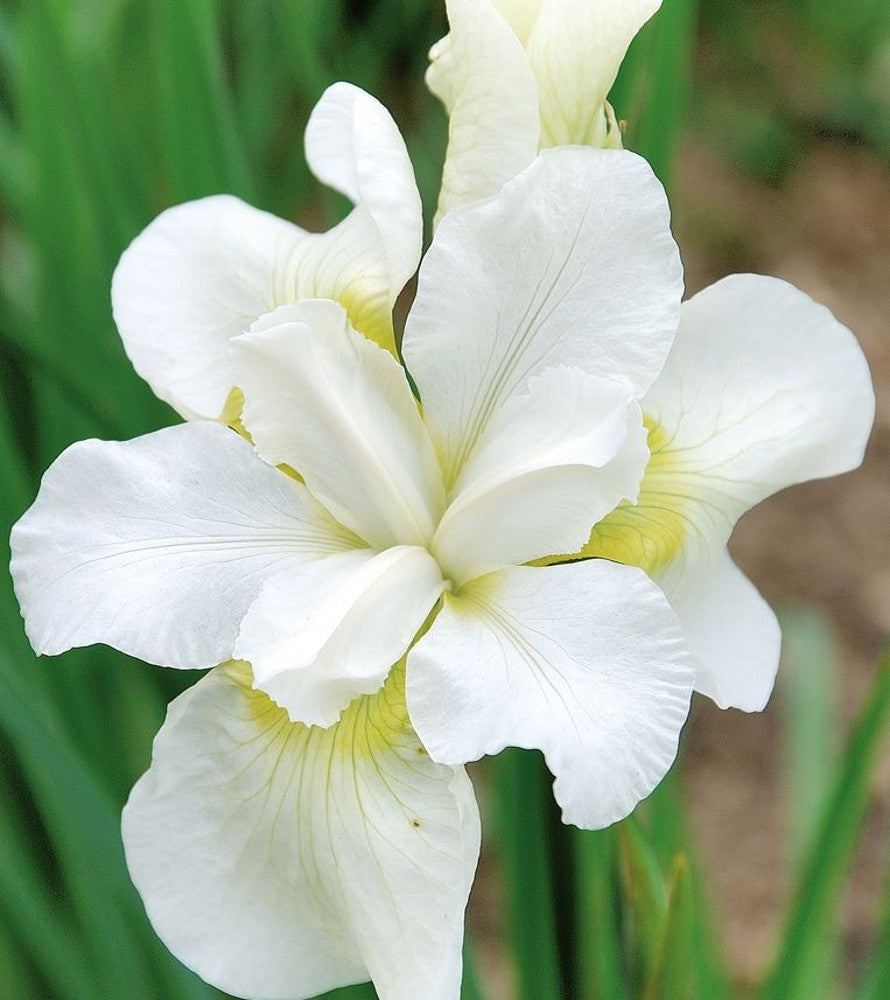 Stânjenel siberian- Iris sibirica ‘Gull’s Wing’
