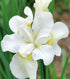Stânjenel siberian- Iris sibirica ‘Gull’s Wing’