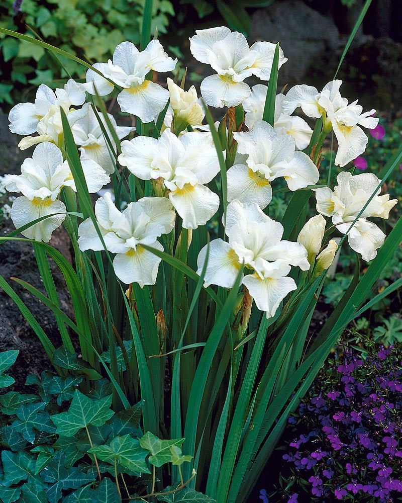 Stânjenel siberian- Iris sibirica ‘Gull’s Wing’