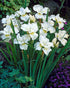 Stânjenel siberian- Iris sibirica ‘Gull’s Wing’