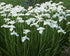 Stânjenel siberian- Iris sibirica ‘Gull’s Wing’