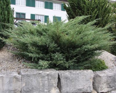 Ieunupăr argintiu - Juniperus pfitseriana 'Glauca