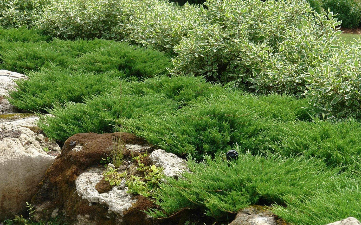 Ienupăr târâtor - Juniperus horizontalis ‘Andorra Compacta’