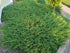 Ienupăr târâtor - Juniperus horizontalis ‘Andorra Compacta’