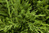 Ienupăr târâtor - Juniperus horizontalis ‘Andorra Compacta’