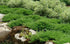 Ienupăr târâtor - Juniperus horizontalis ‘Andorra Compacta’