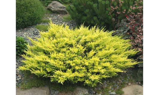 Ieunupăr Lime Glow - Juniperus horizontalis Lime Glow