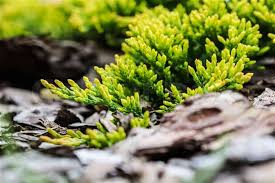 Ieunupăr târâtor pitic - Juniperus horizontalis 'Golden Carpet'