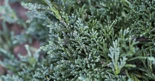 Ieunupăr târâtor pitic albastru - Juniperus horizontalis 'Wiltonii'