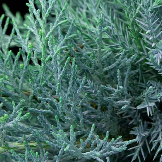 Ieunupăr argintiu - Juniperus pfitseriana 'Glauca