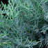 Ieunupăr argintiu - Juniperus pfitseriana 'Glauca