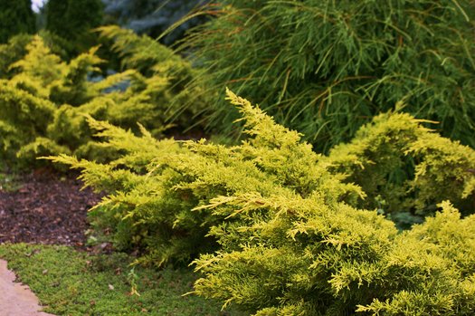 Ieunupăr Saybrook Gold - Juniperus x pfitzeriana Saybrook Gold