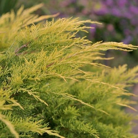 Ienupăr – Juniperus × pfitzeriana Saybrook Gold