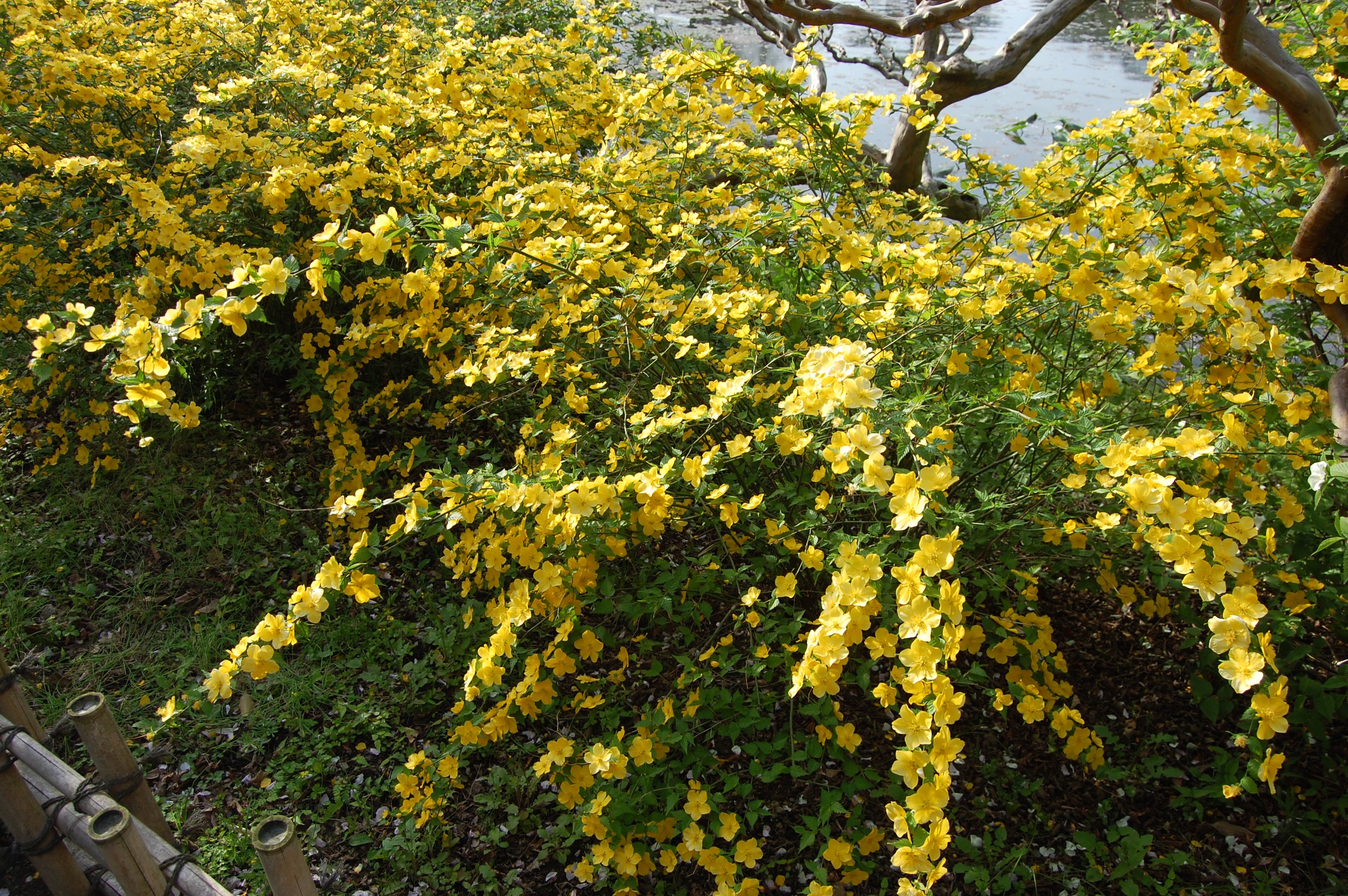 Trandafir japonez - Kerria japonica