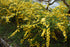 Trandafir japonez - Kerria japonica