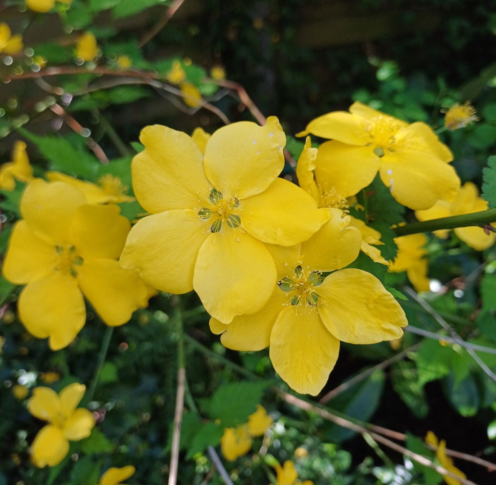 Trandafir japonez - Kerria japonica