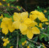 Trandafir japonez - Kerria japonica