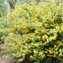 Trandafir japonez - Kerria japonica